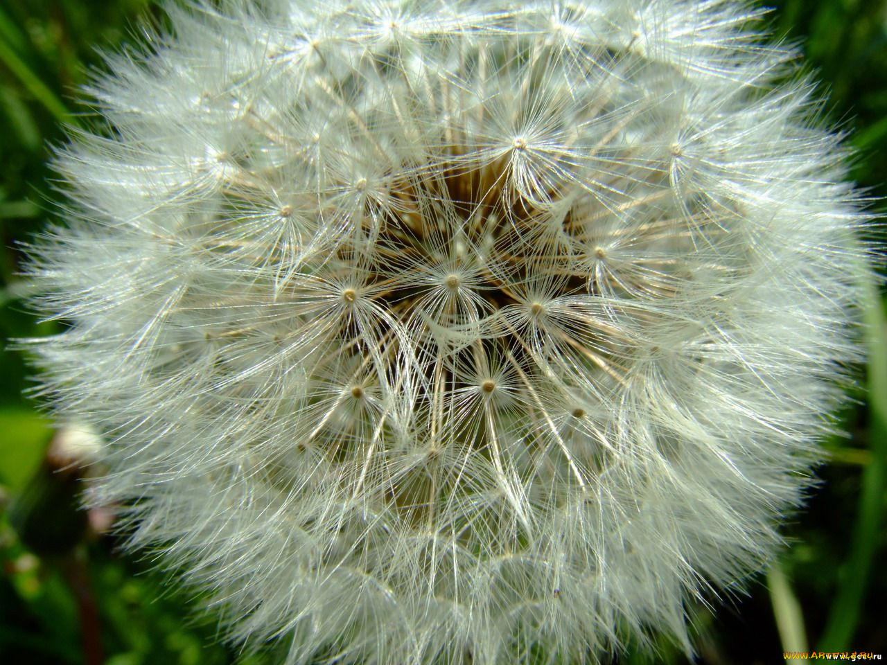 цветы, одуванчики