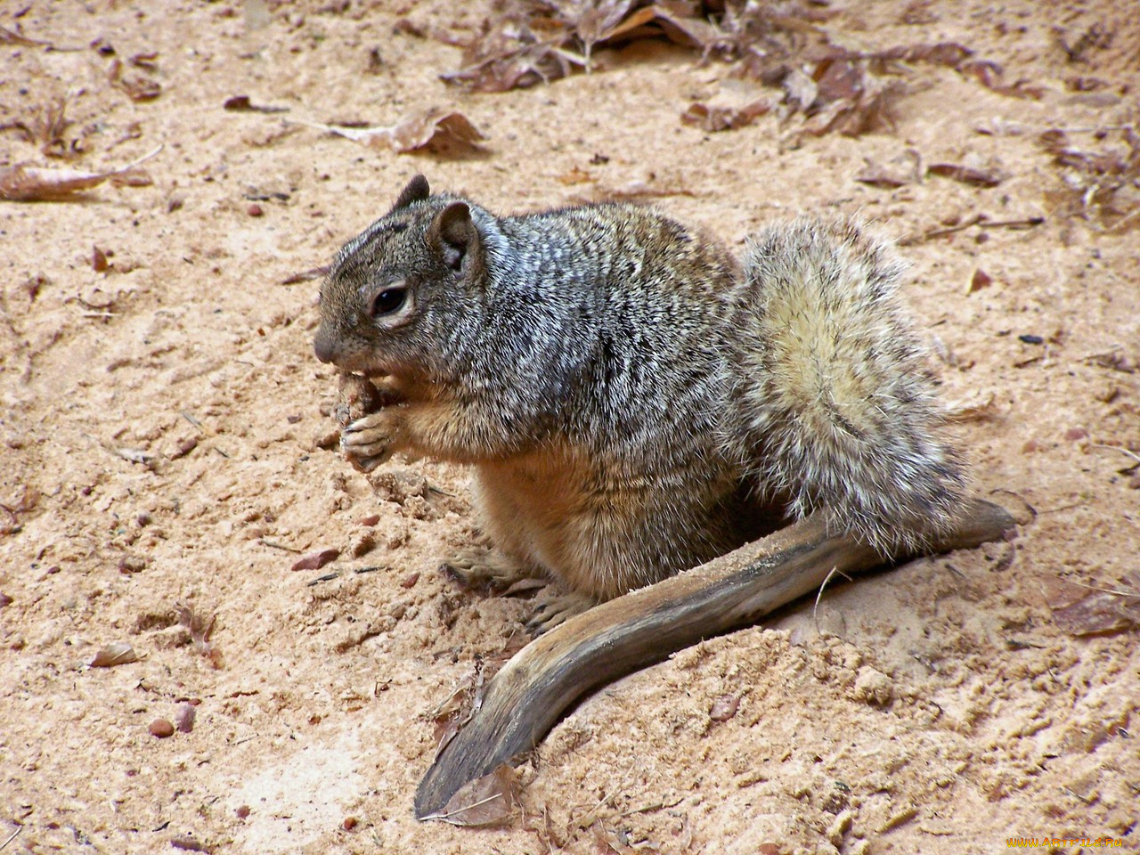 животные, белки