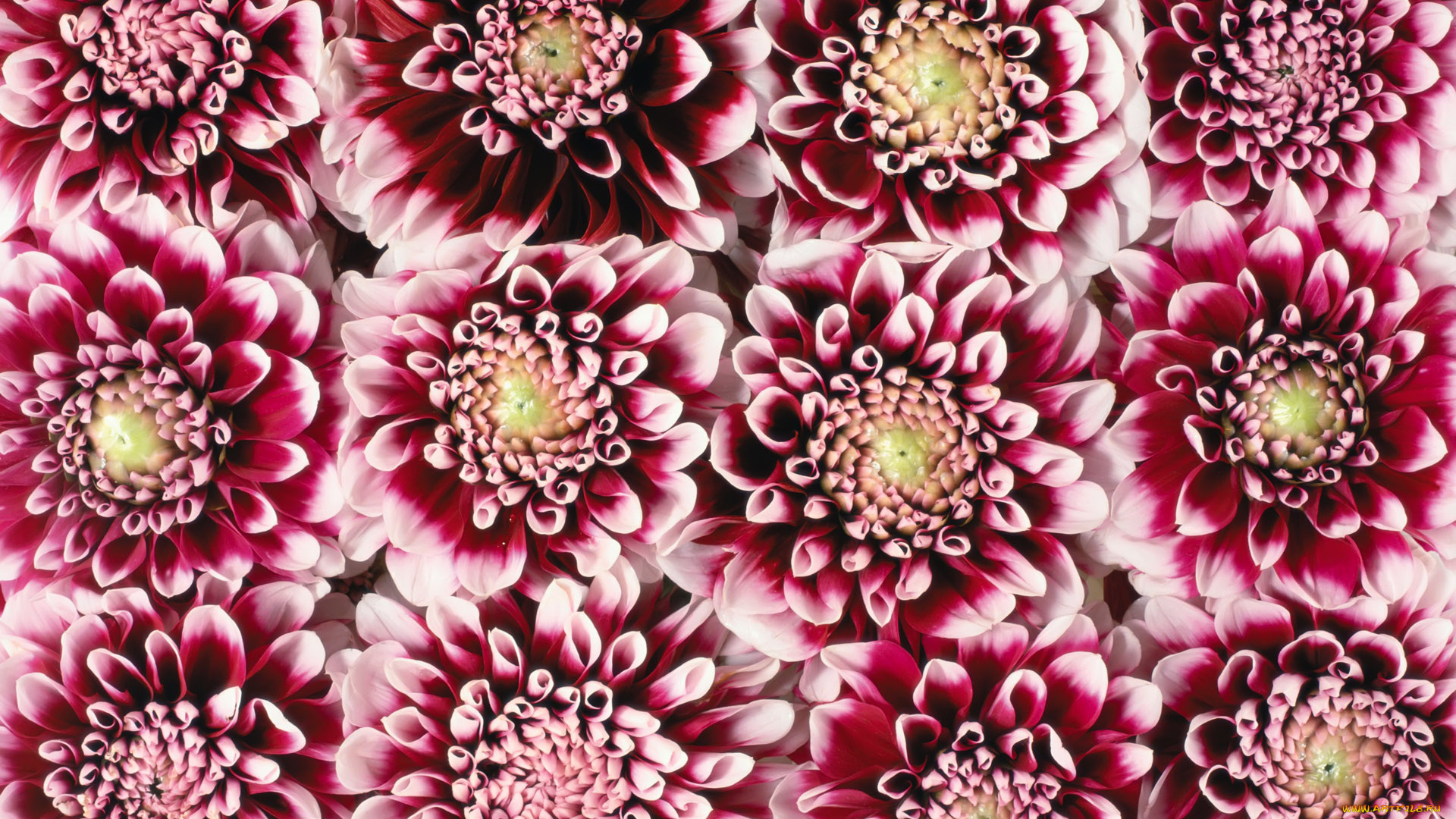 цветы, хризантемы