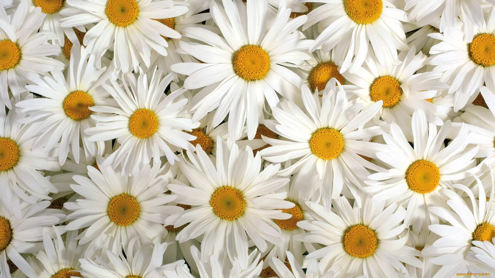 цветы, ромашки