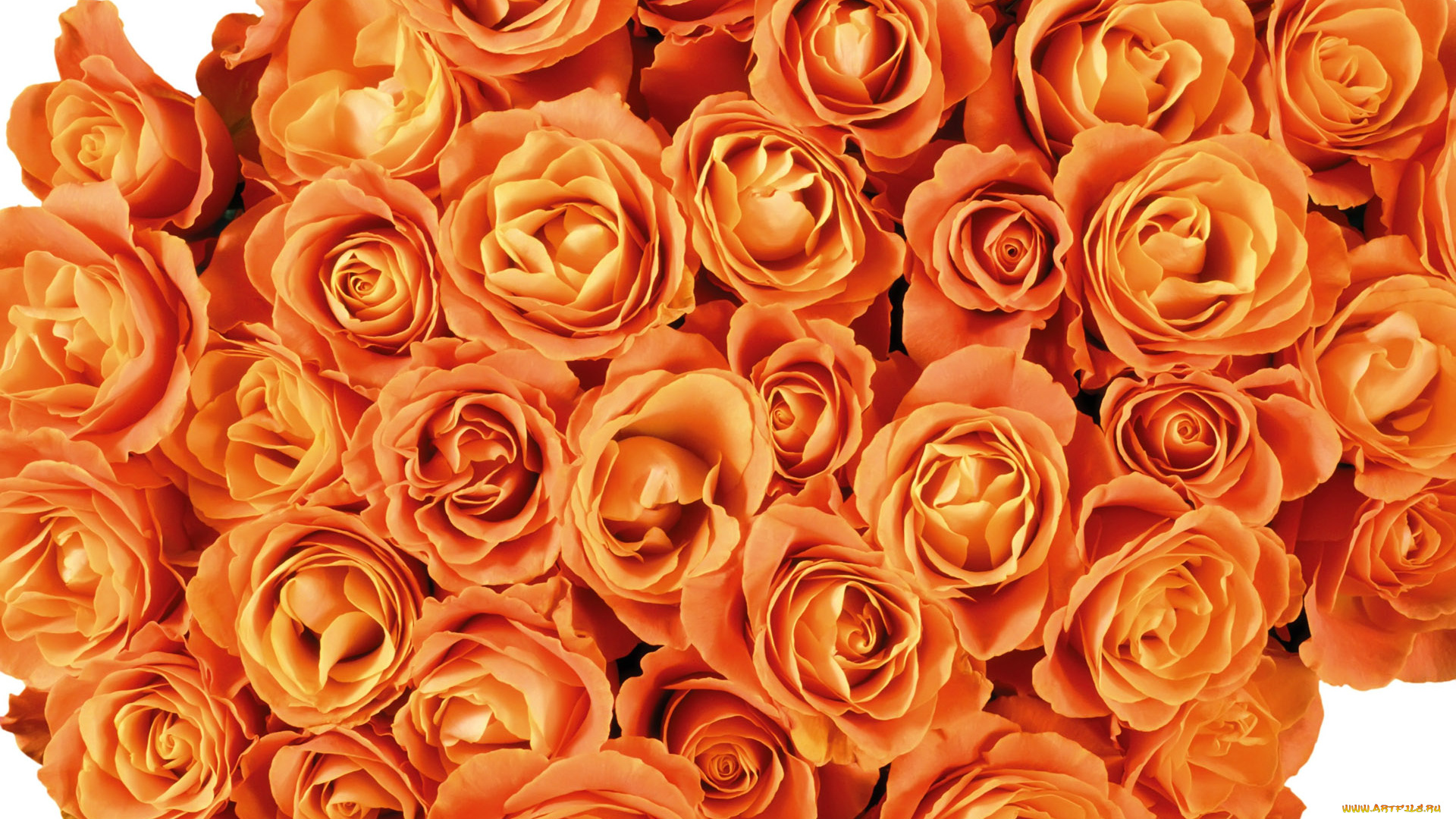 цветы, розы