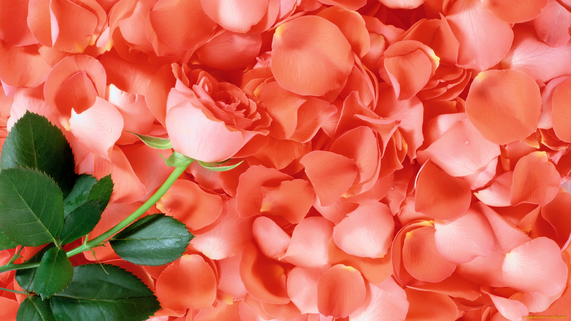 цветы, розы