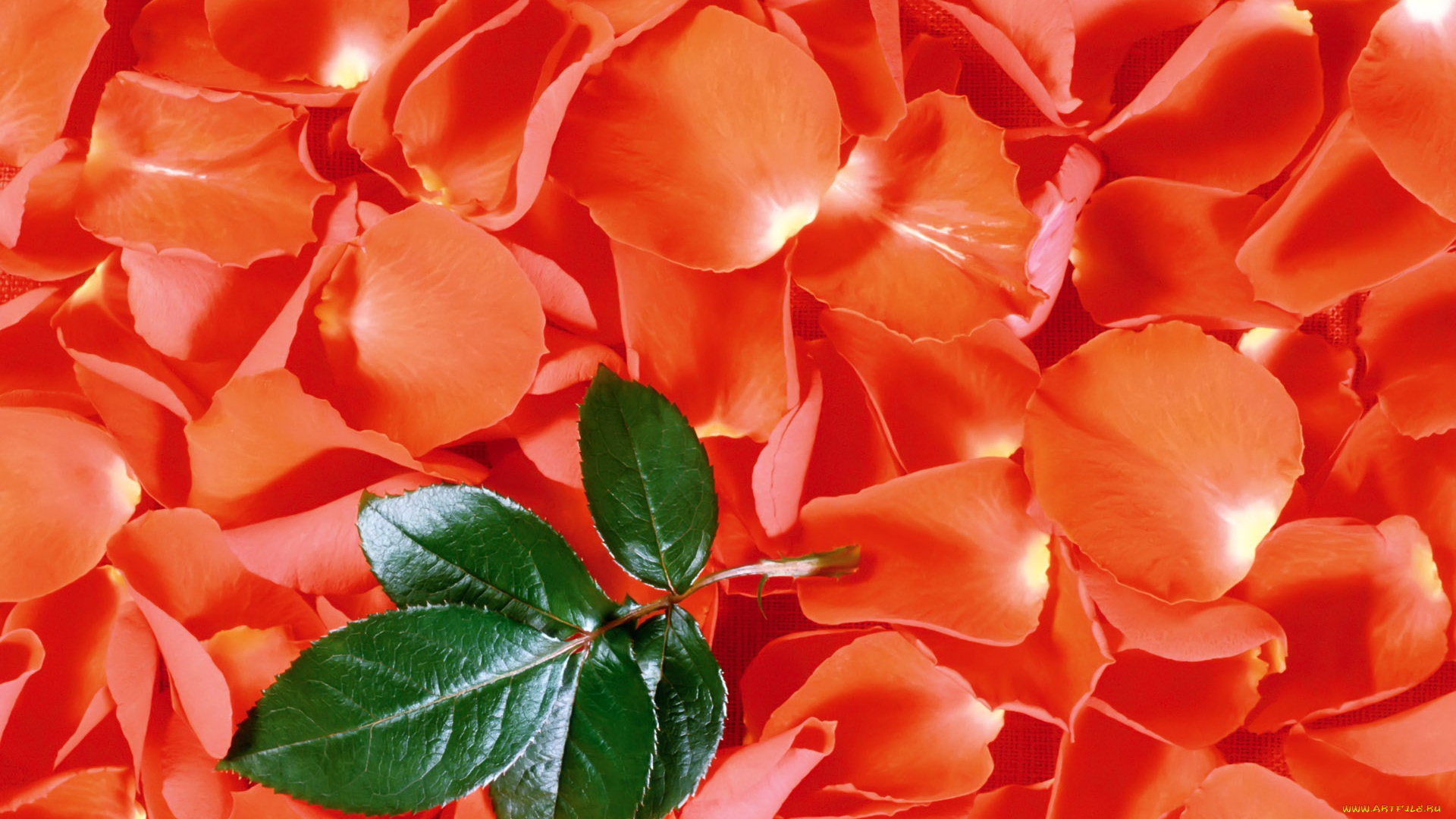 цветы, розы