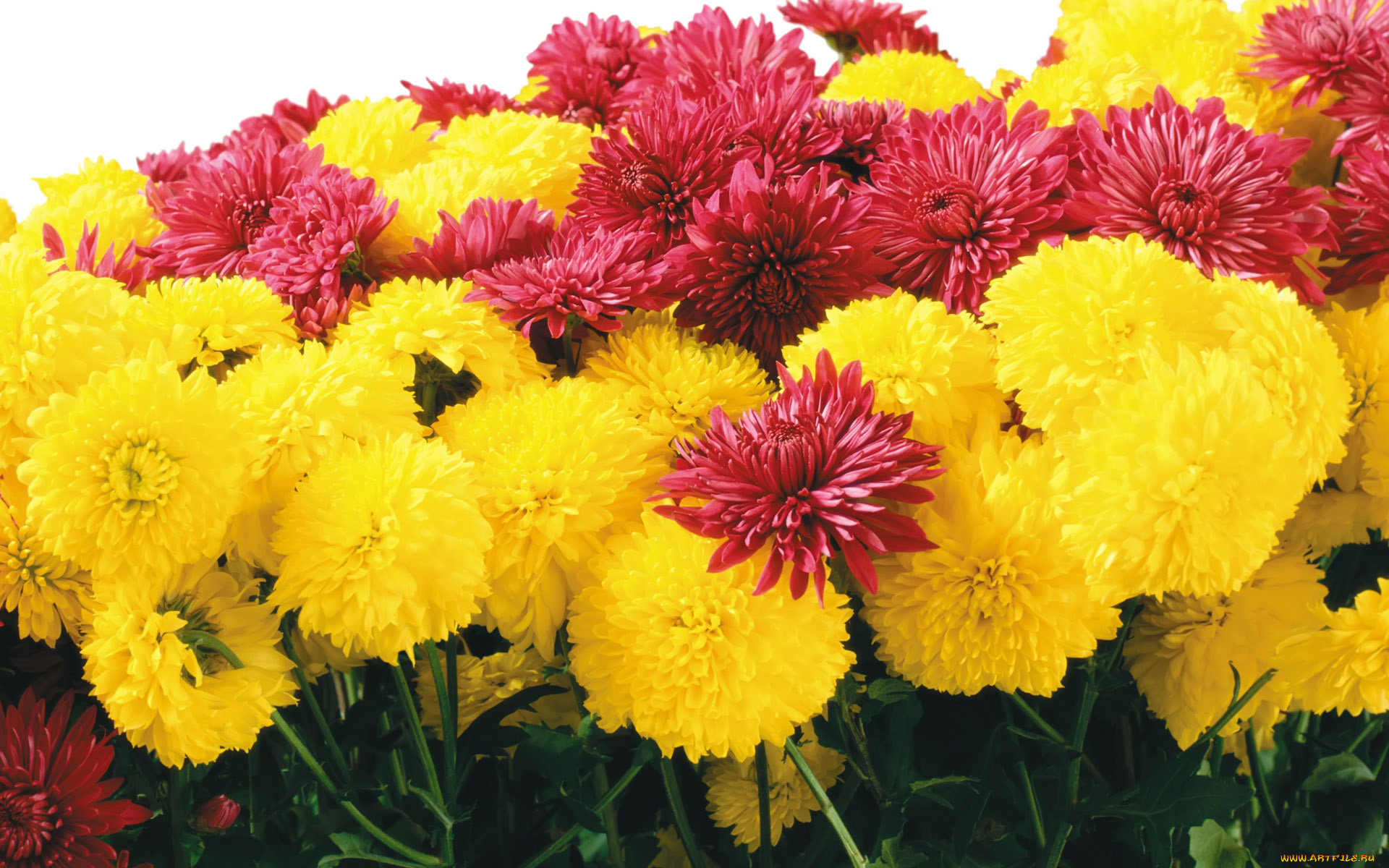 цветы, хризантемы