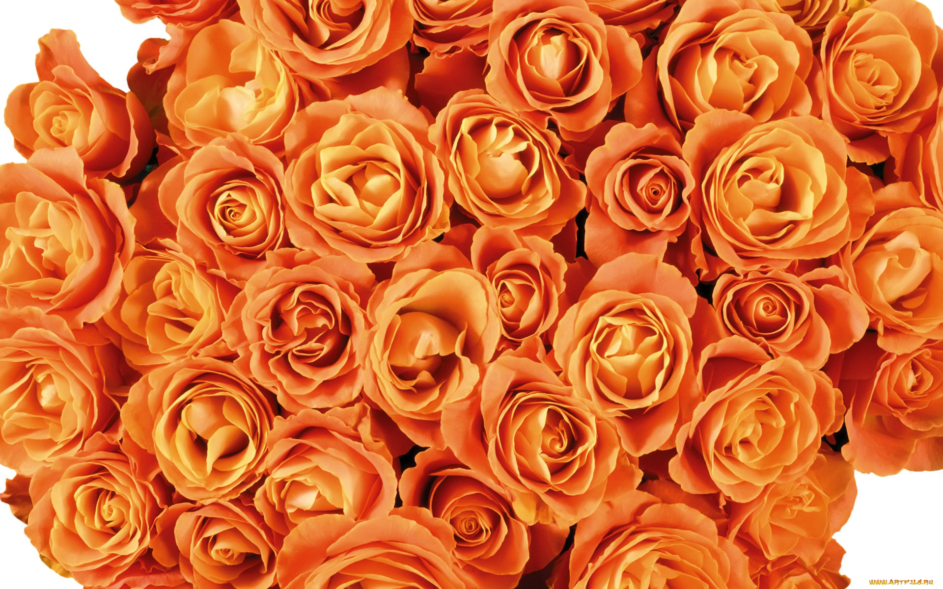 цветы, розы