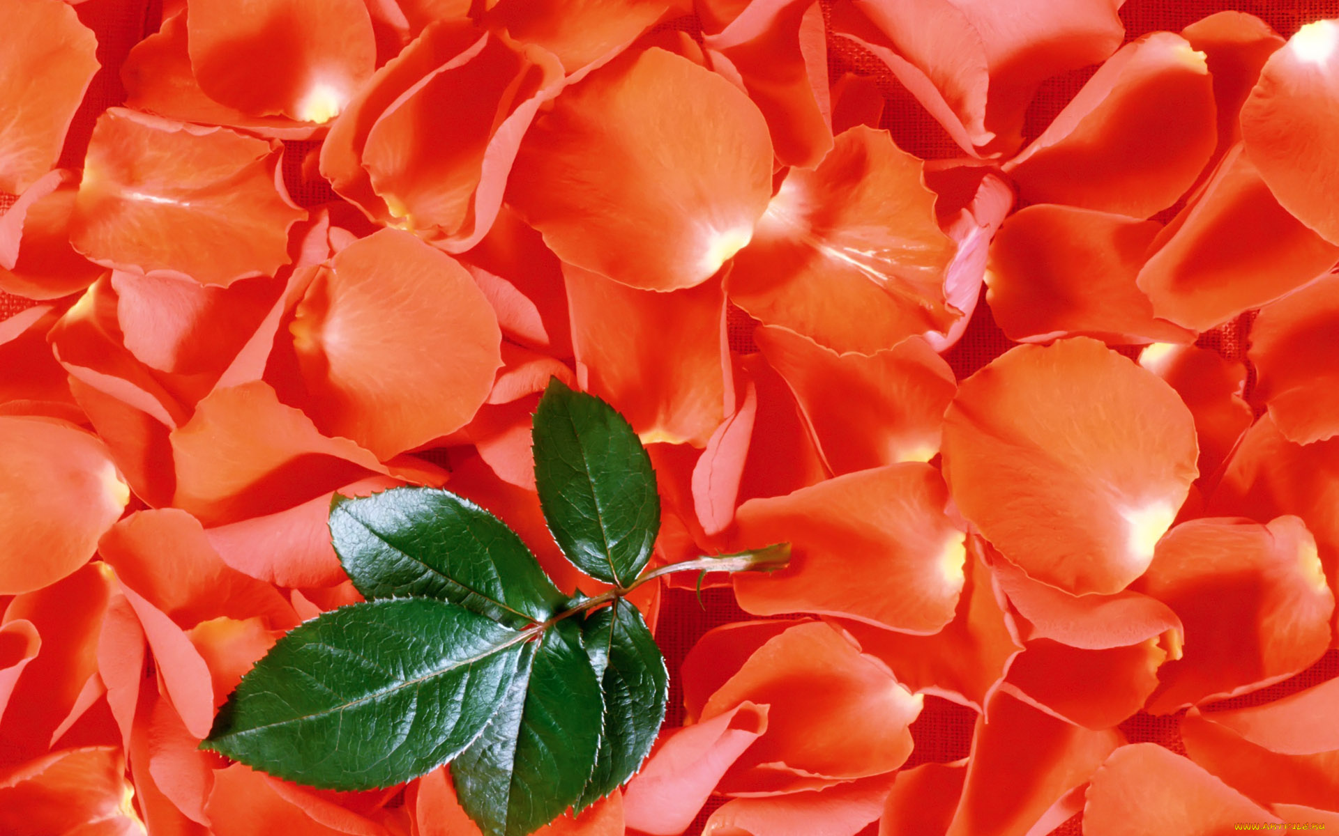 цветы, розы