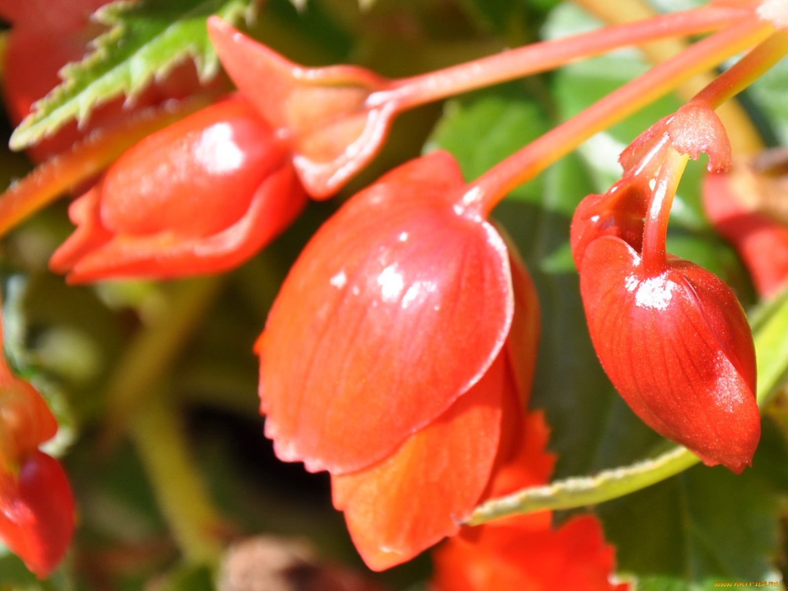 цветы, бегония