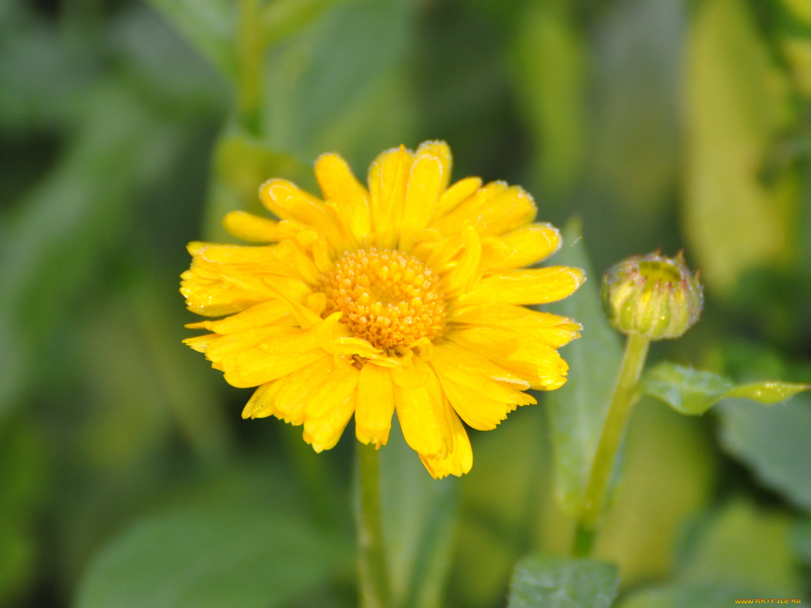 цветы, календула