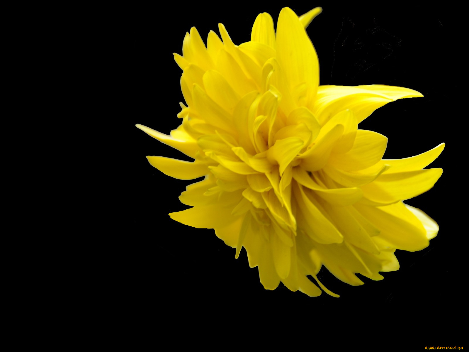 цветы, рудбекия