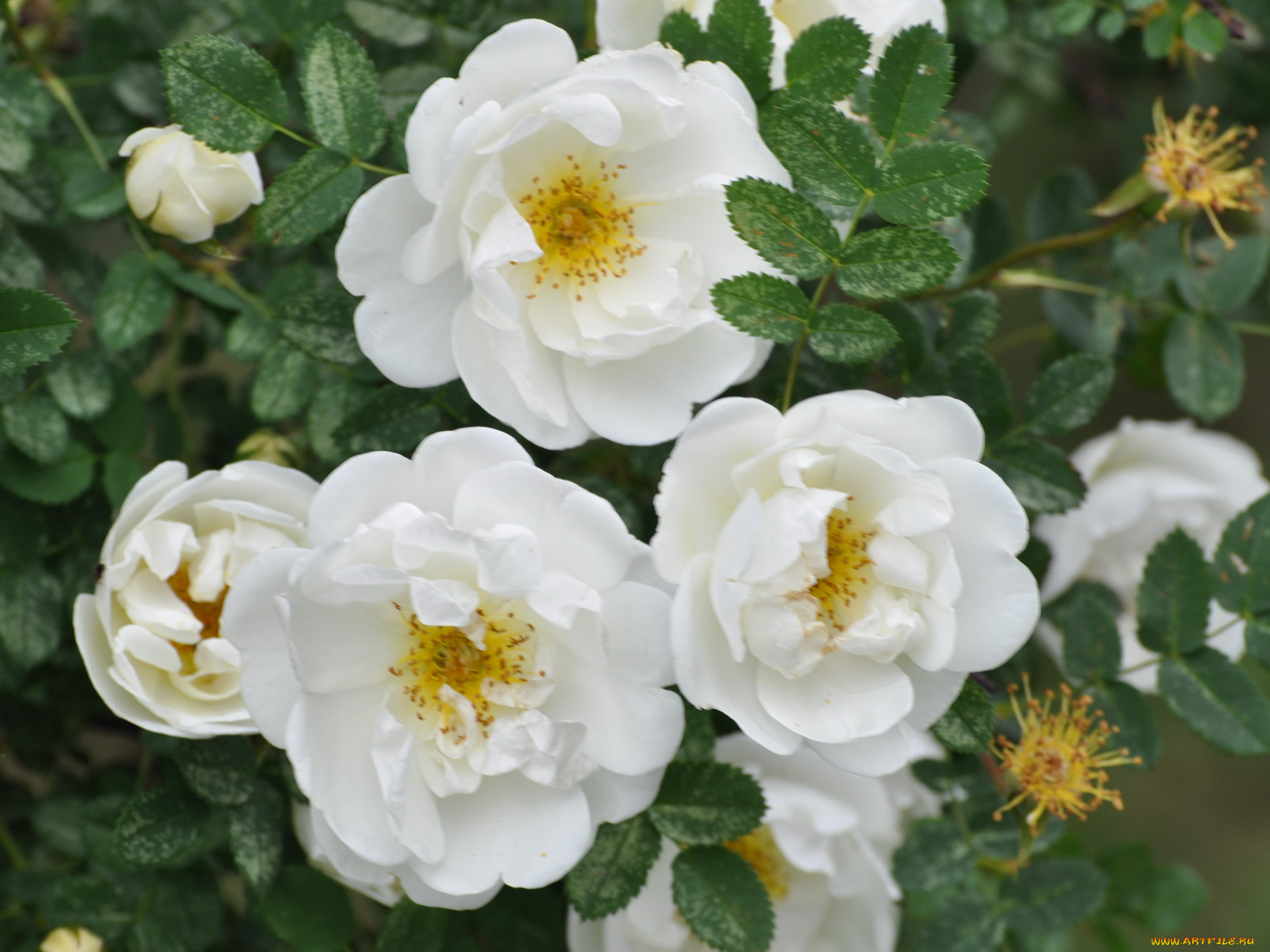 цветы, шиповник