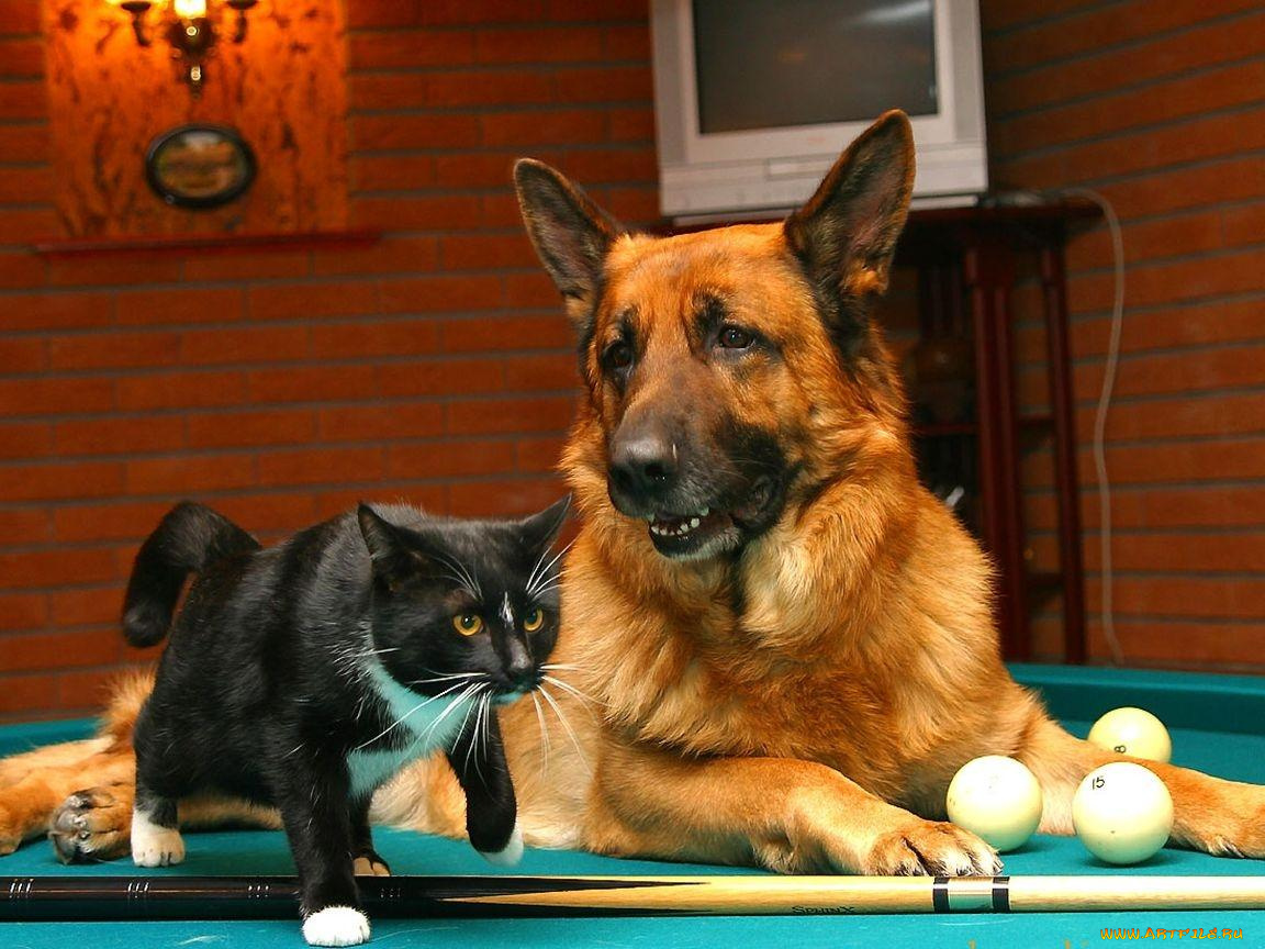 животные, разные, вместе