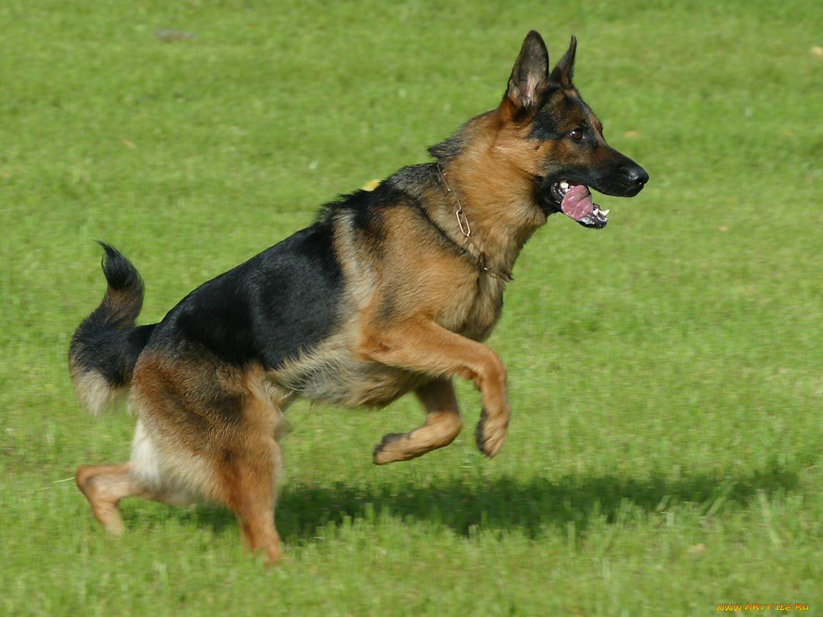 животные, собаки