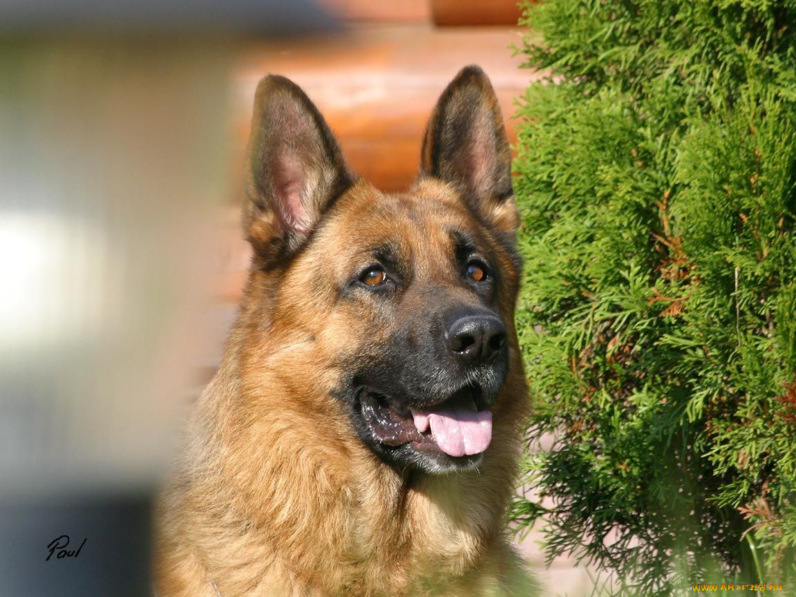 животные, собаки