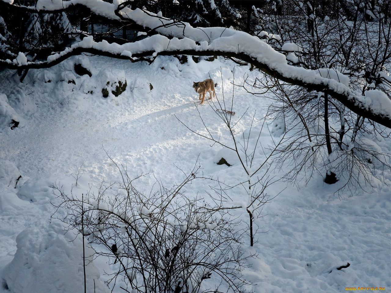 автор, александр, строкин, животные, волки