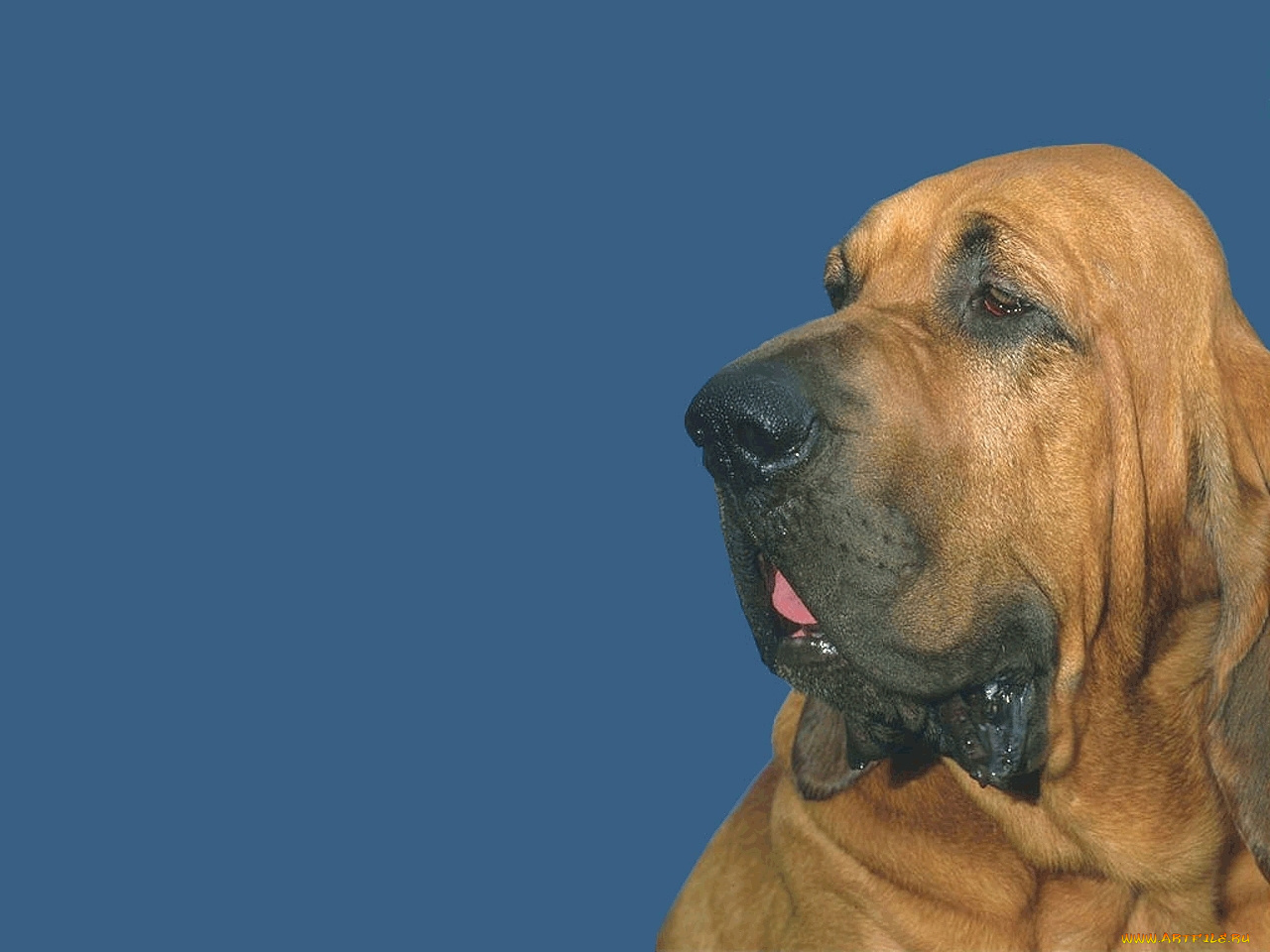 животные, собаки