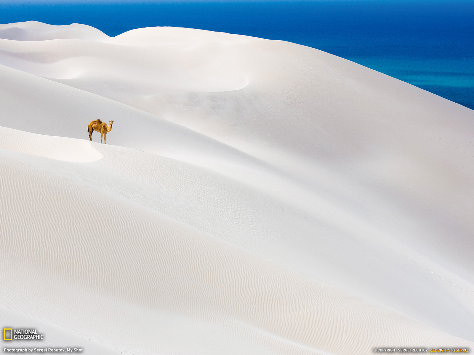 животные, верблюды