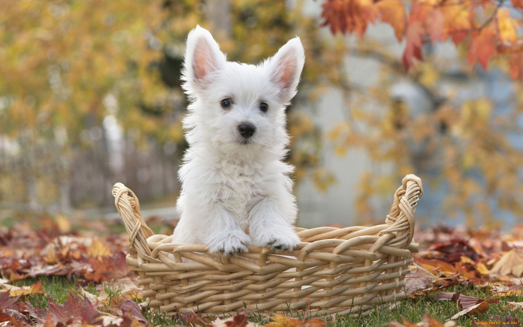 животные, собаки