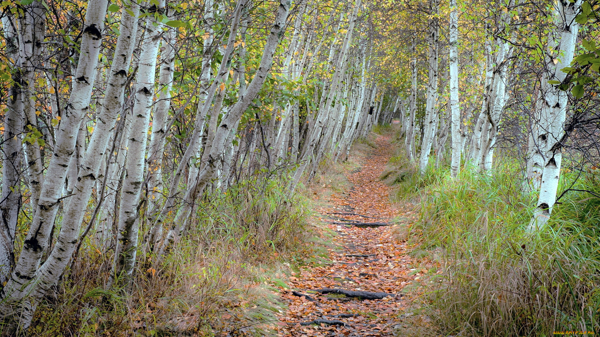 природа, лес, осень, тропинка, берёзы