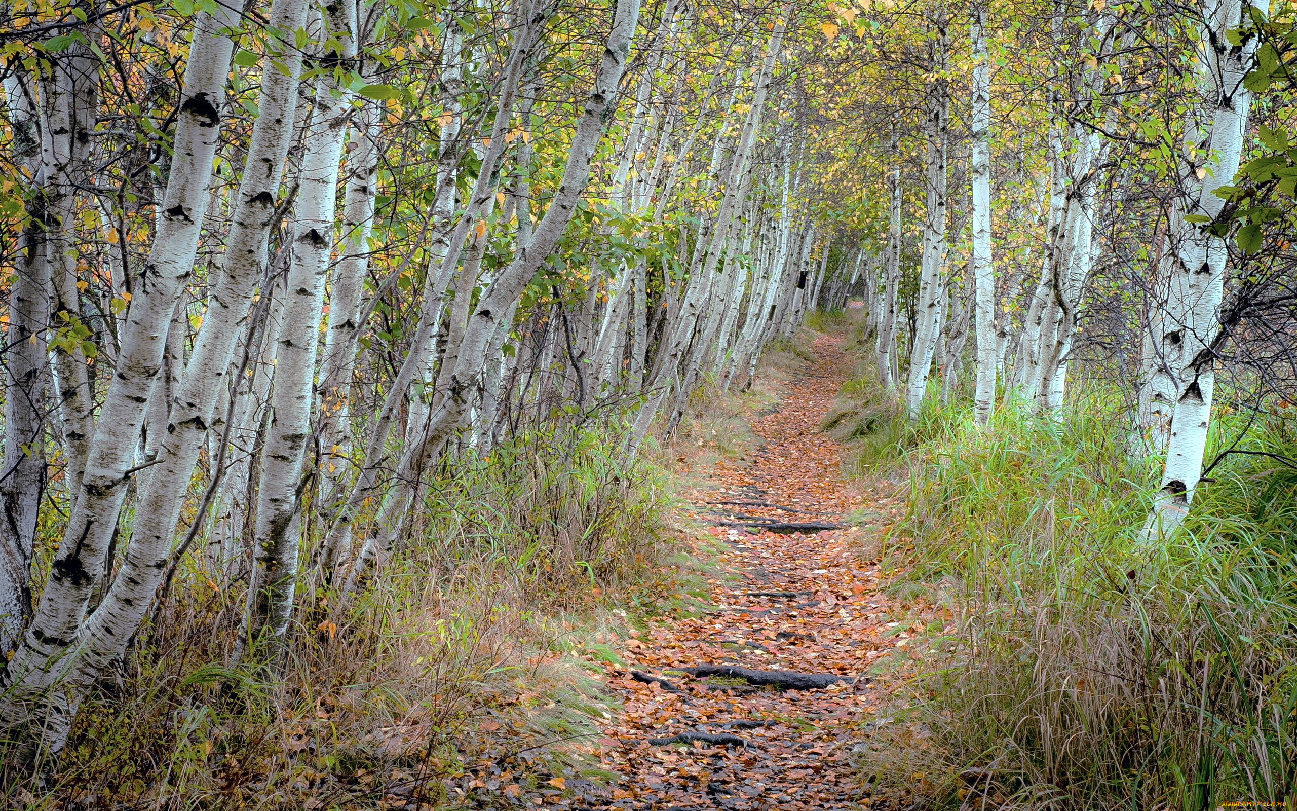 природа, лес, осень, тропинка, берёзы