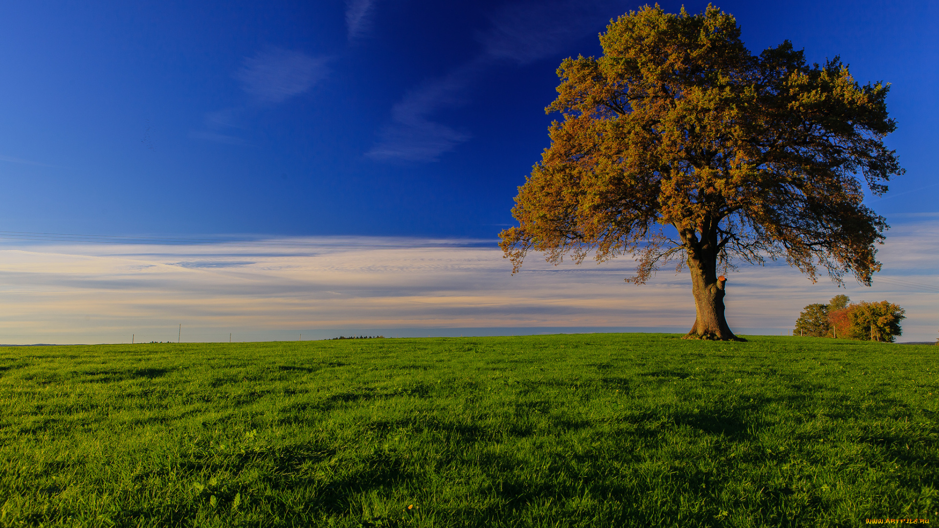 bavaria, germany, природа, деревья, германия, луг, трава, горизонт, бавария