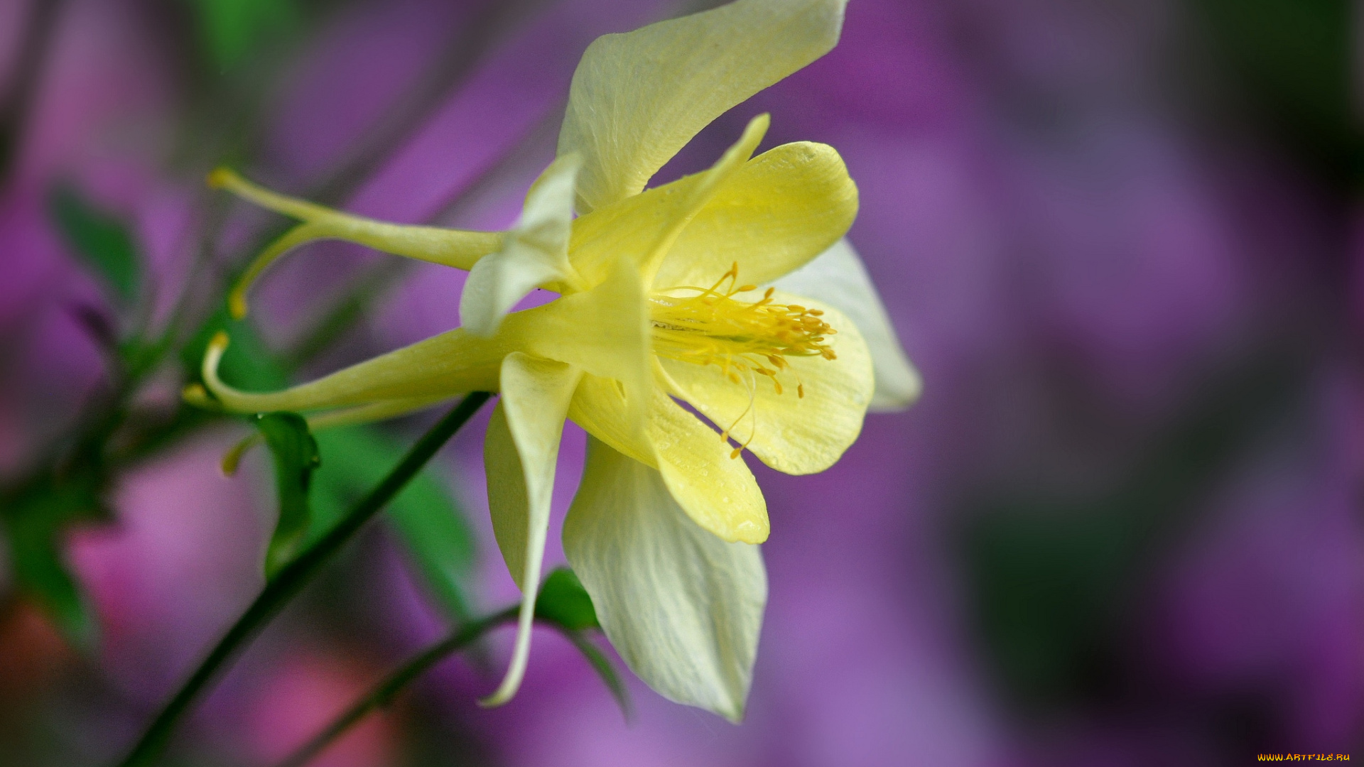 цветы, аквилегия, водосбор, коломбина
