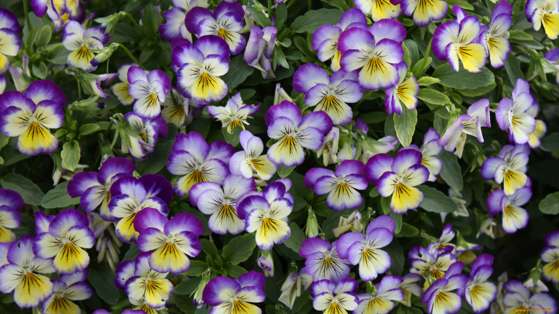 цветы, анютины, глазки, садовые, фиалки