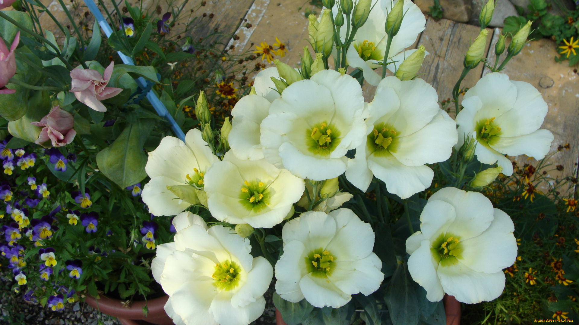 цветы, эустома, белые, ветки