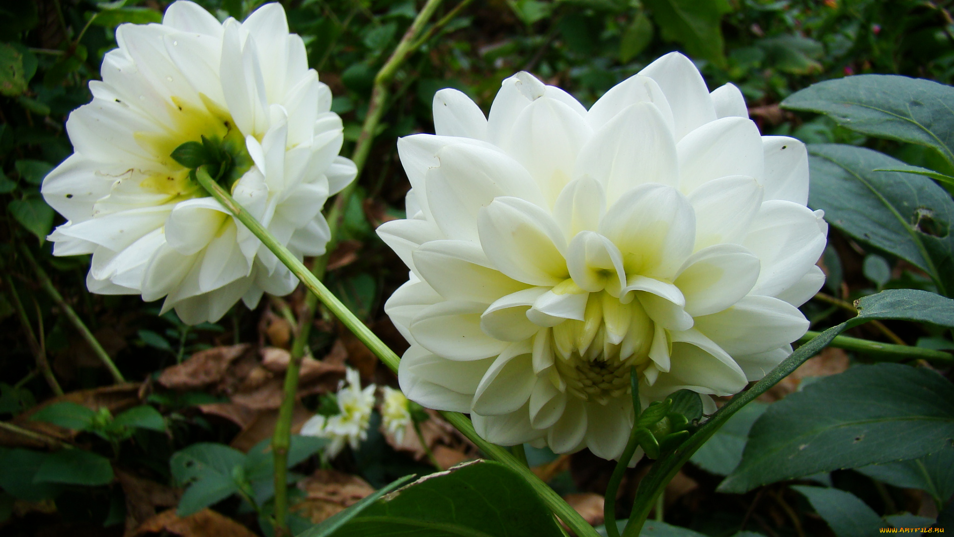 цветы, георгины