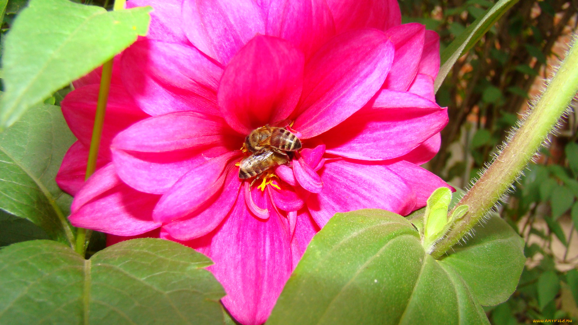 цветы, георгины