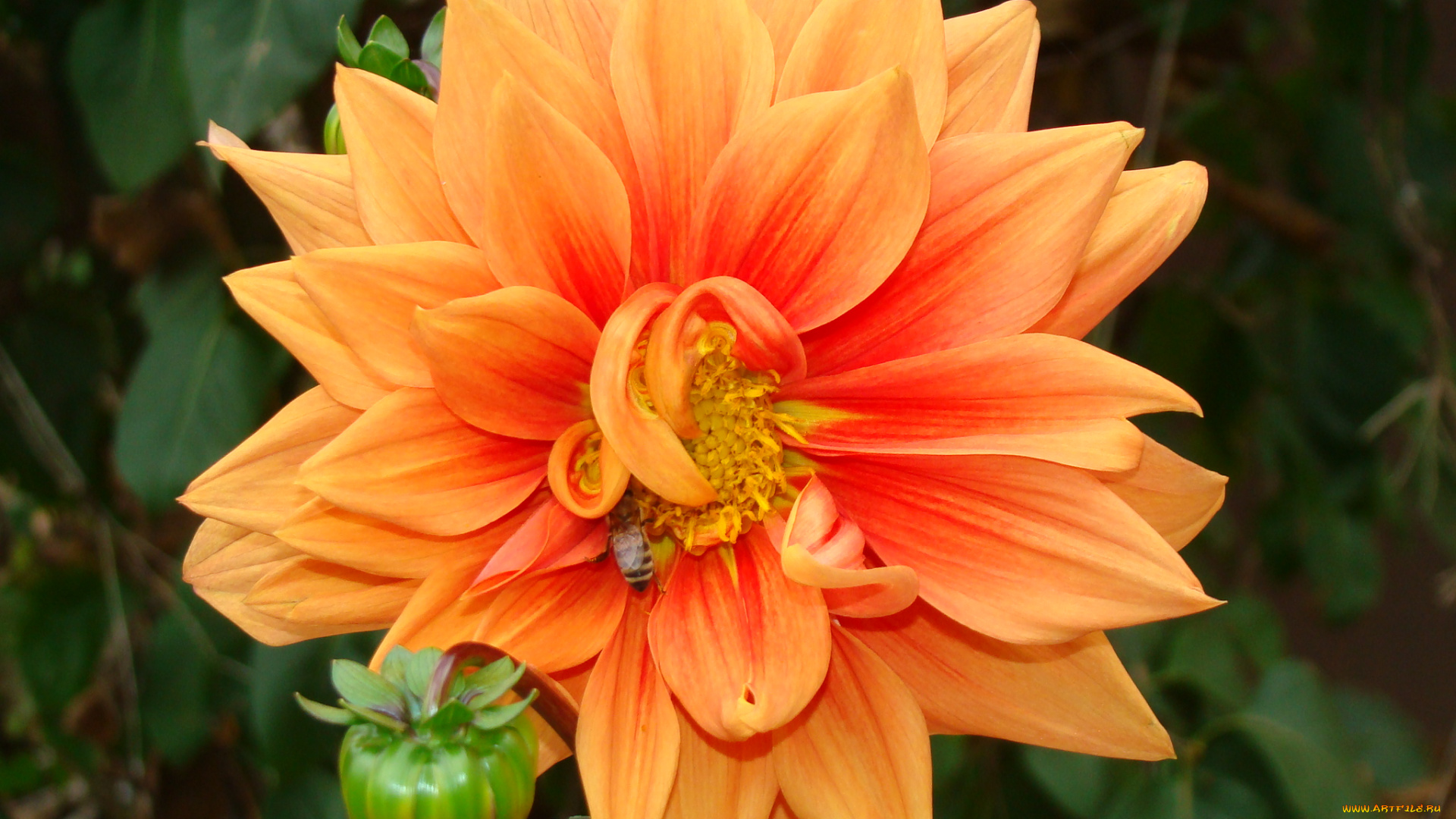 цветы, георгины