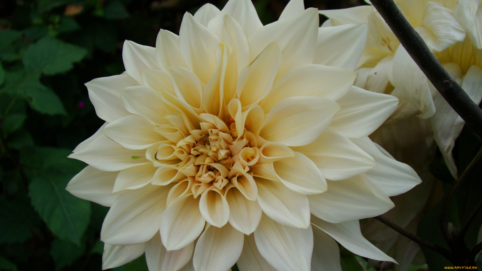 цветы, георгины