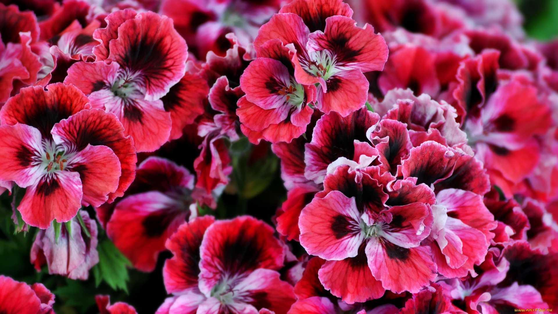 цветы, герань, пестрый