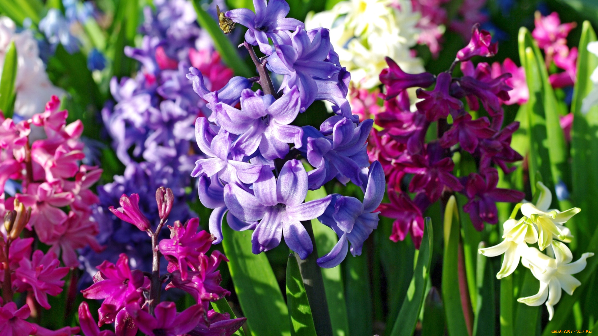 цветы, гиацинты, яркий