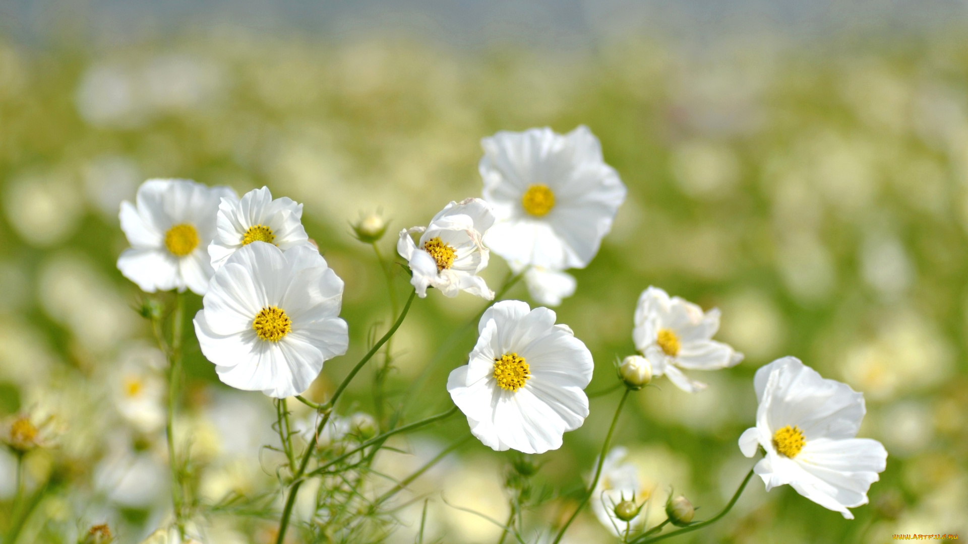 цветы, космея, белый