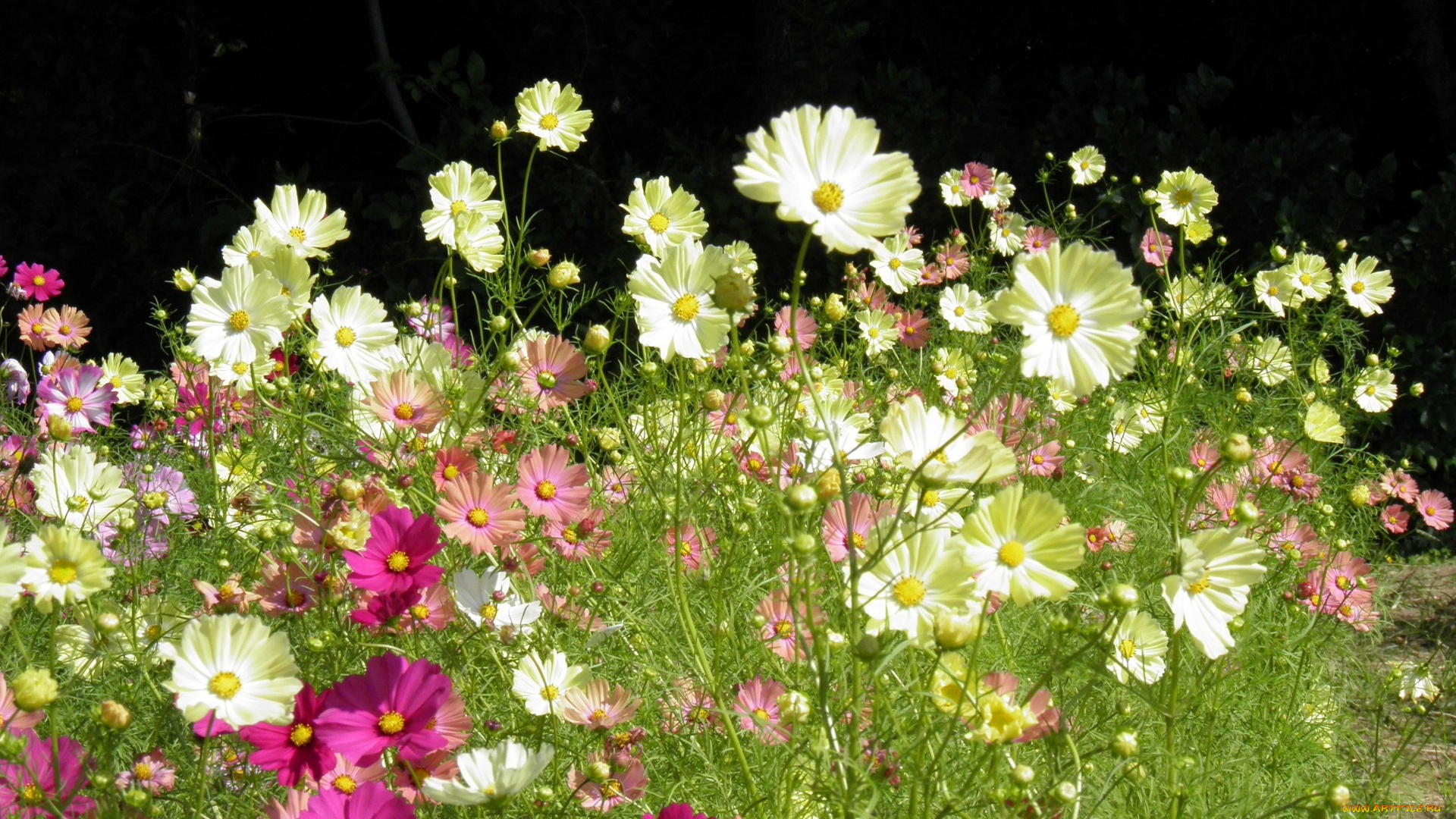 цветы, космея, лепестки