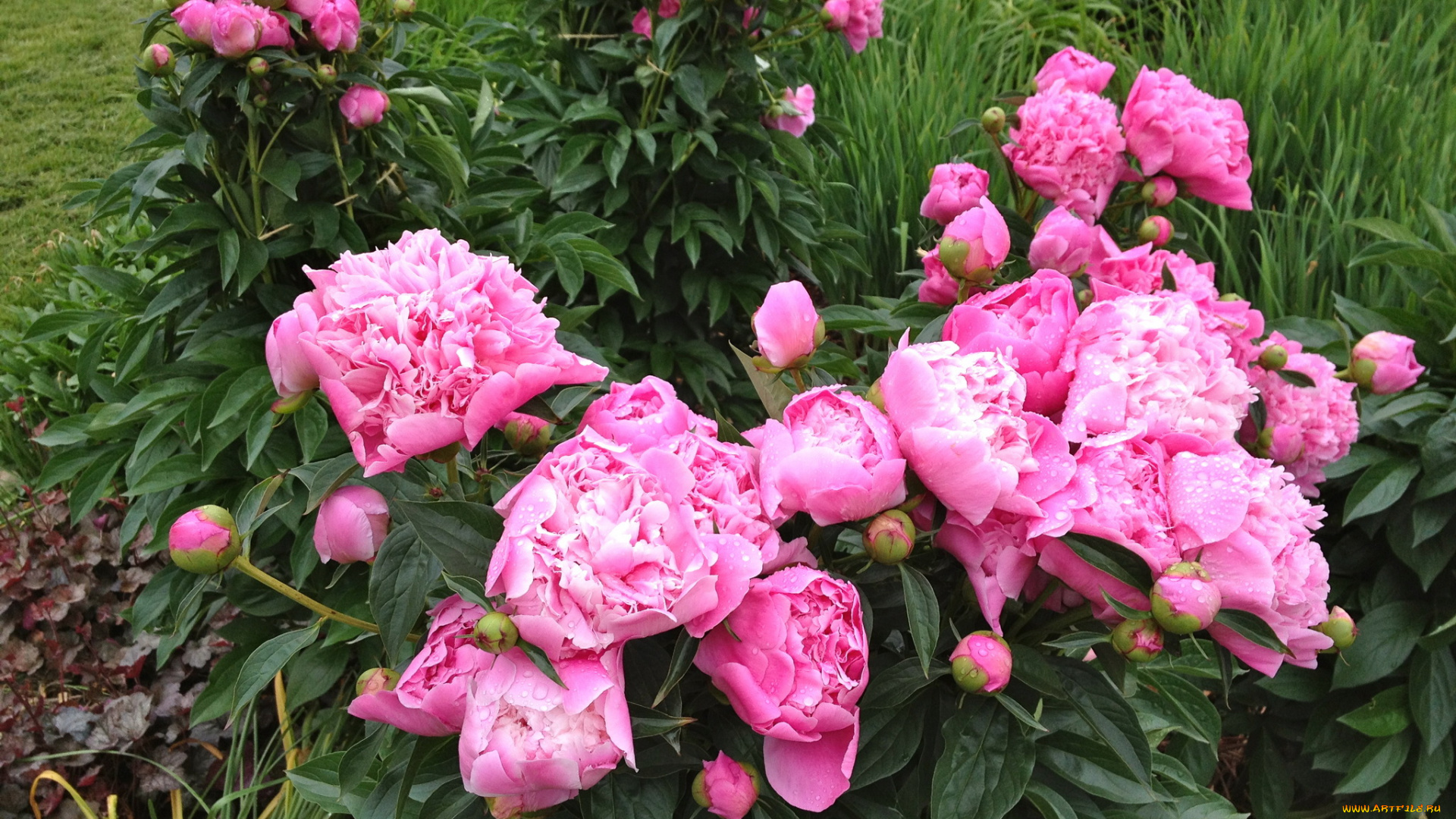 цветы, пионы, сад, кусты