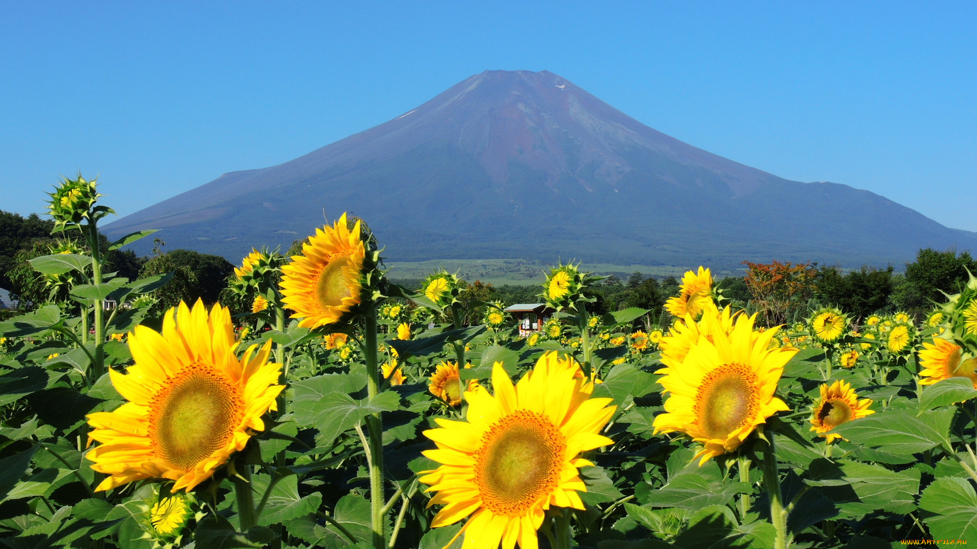 цветы, подсолнухи, гора