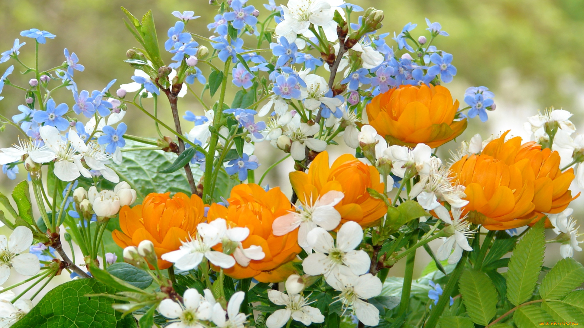 цветы, разные, вместе, весна, незабудки, калужница, вишня