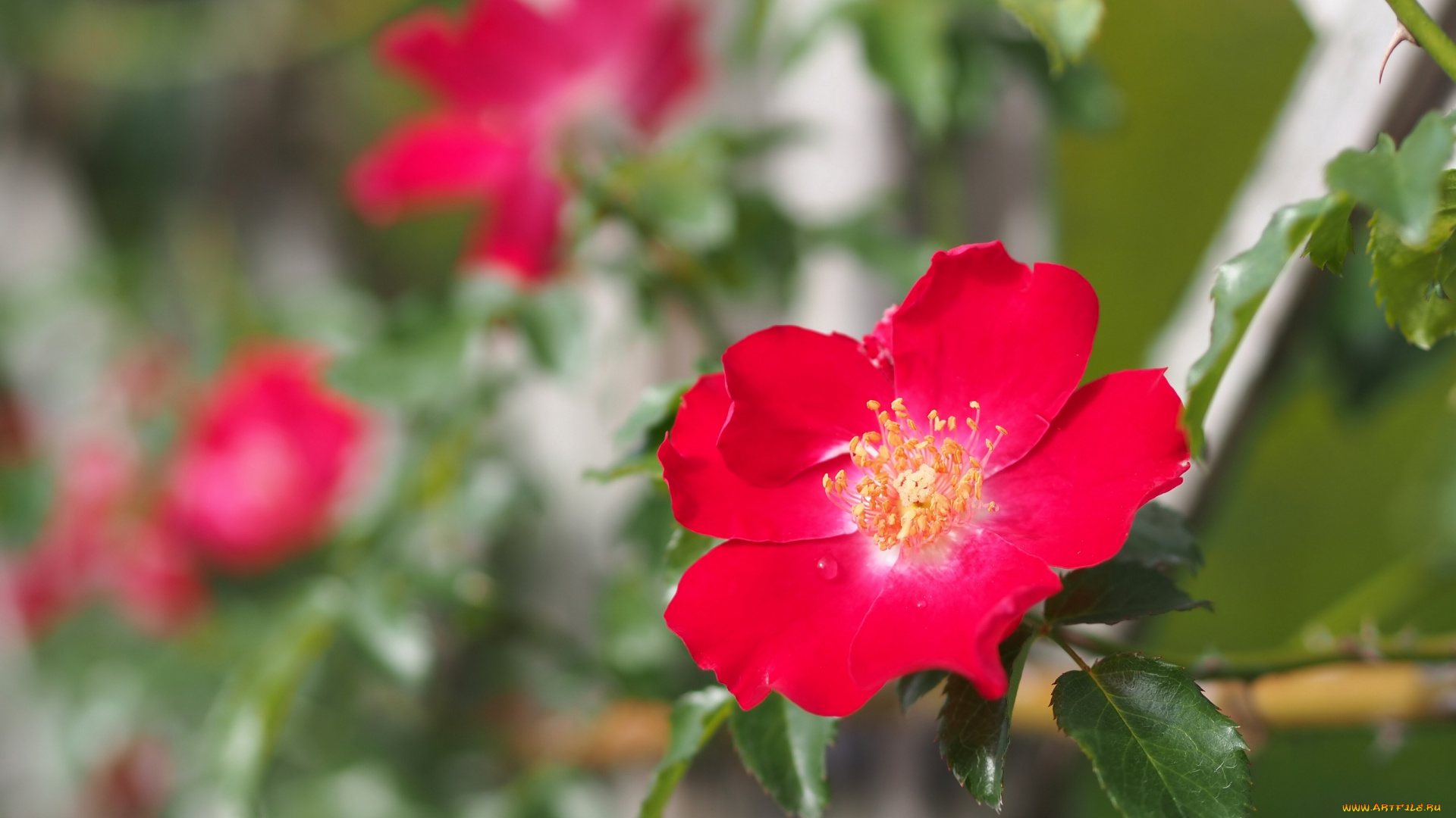 цветы, розы, боке, макро