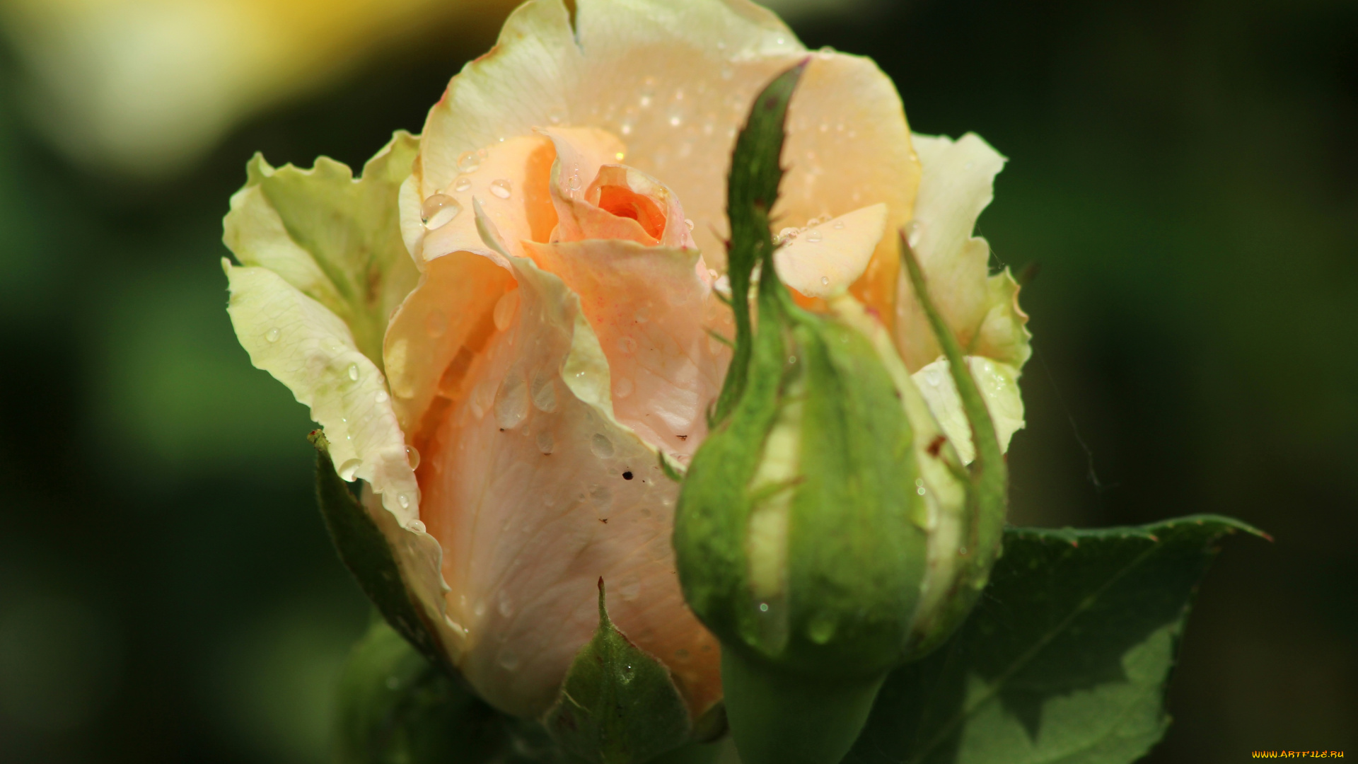 цветы, розы, красота, бутон