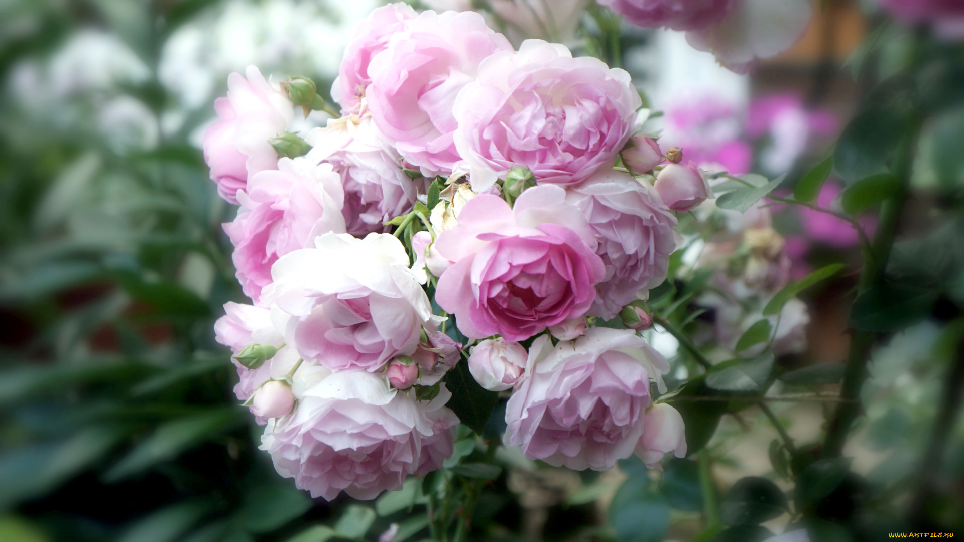 цветы, розы, куст