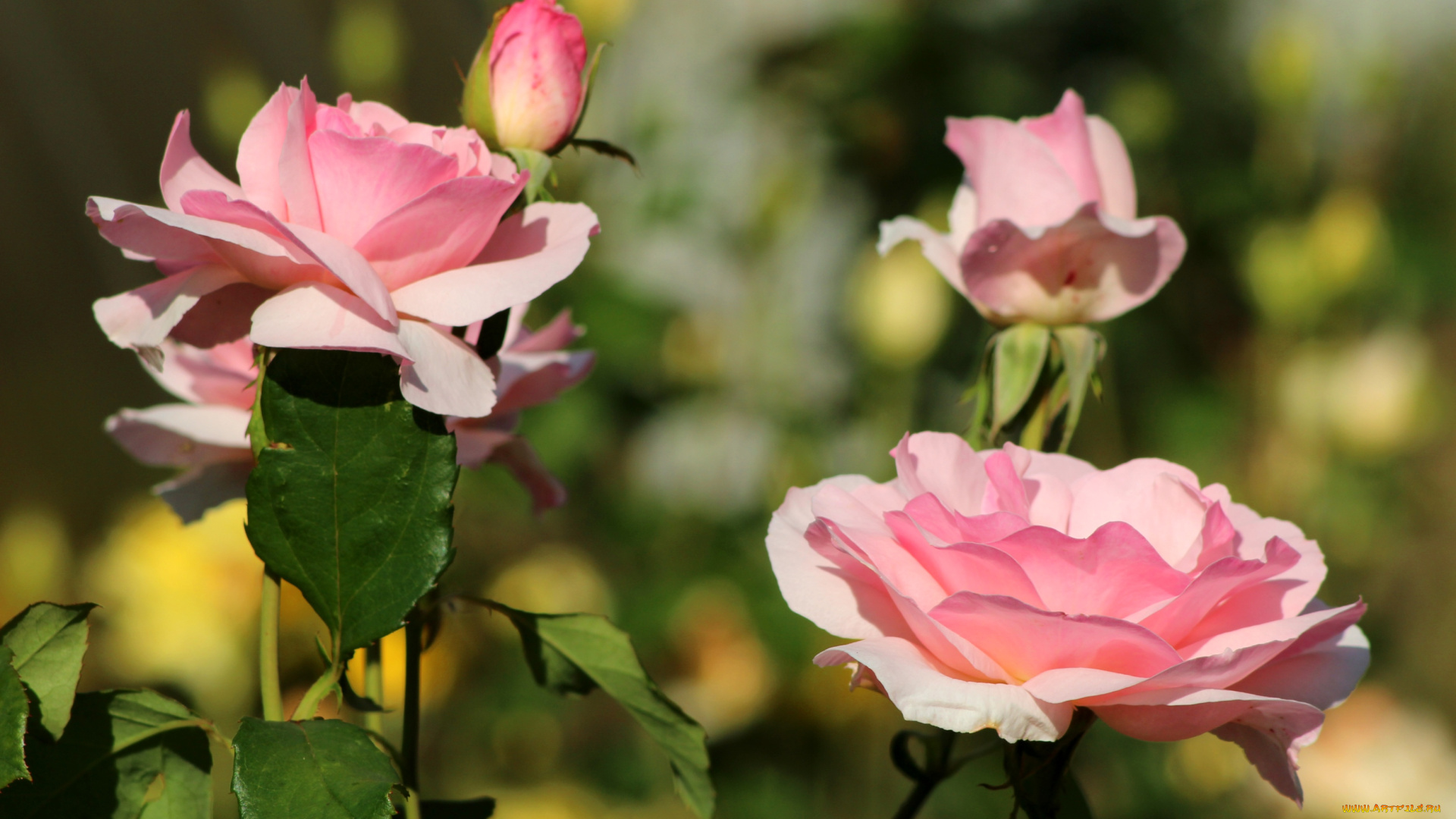 цветы, розы, розовый