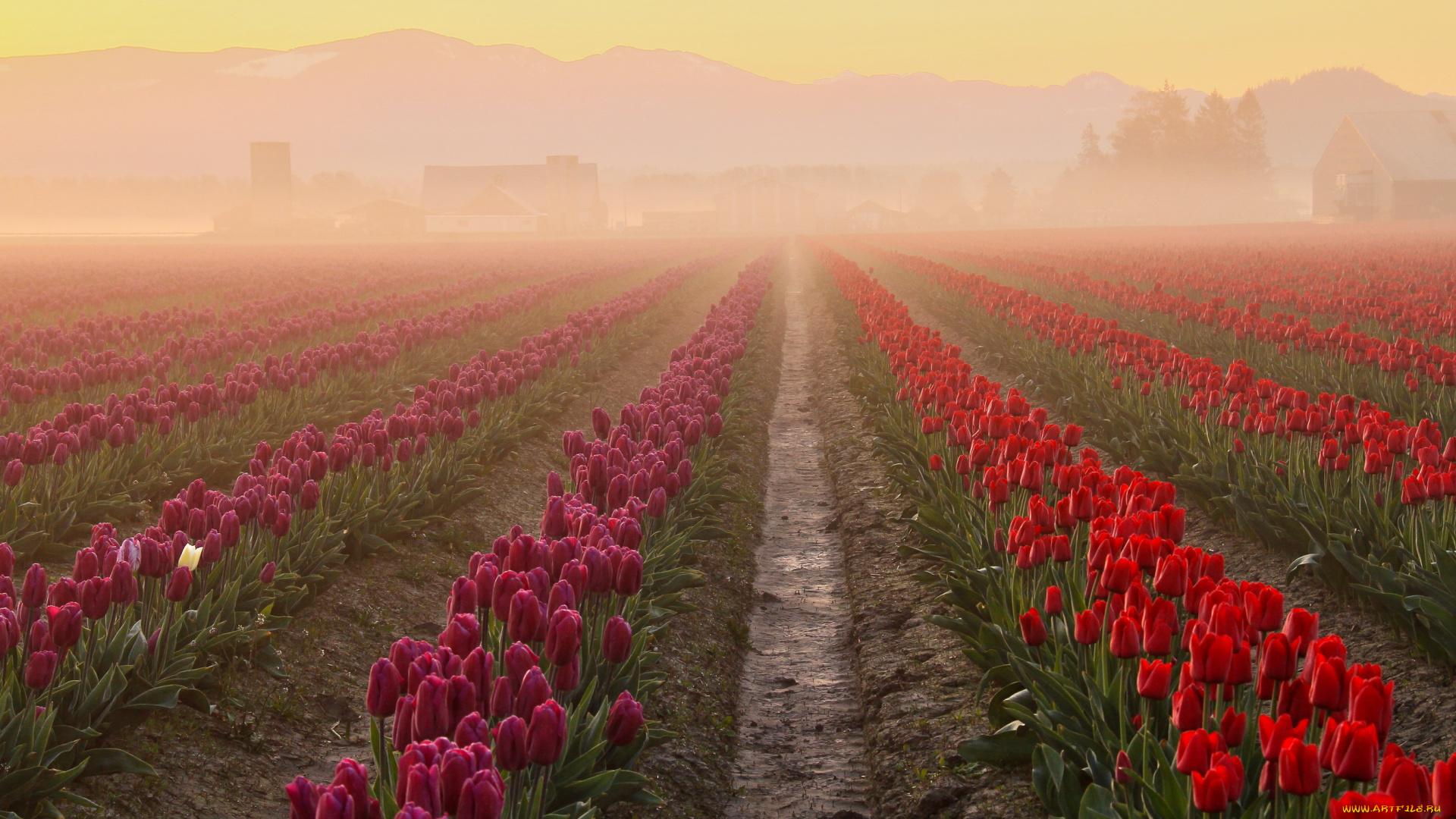 цветы, тюльпаны, рассвет, поле