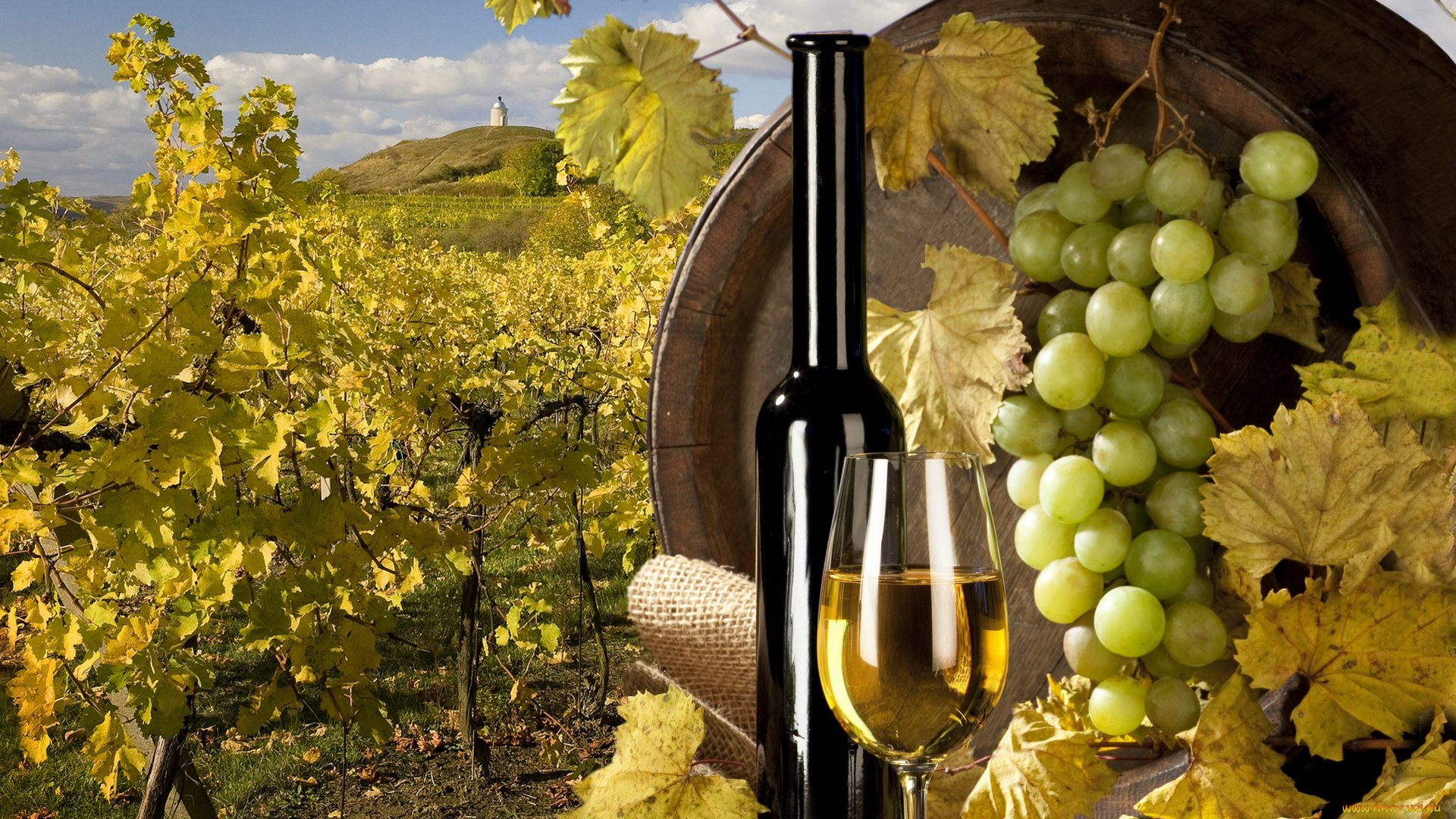 еда, напитки, вино, поле, виноградник, кисть, бутылка, бочка, бокал