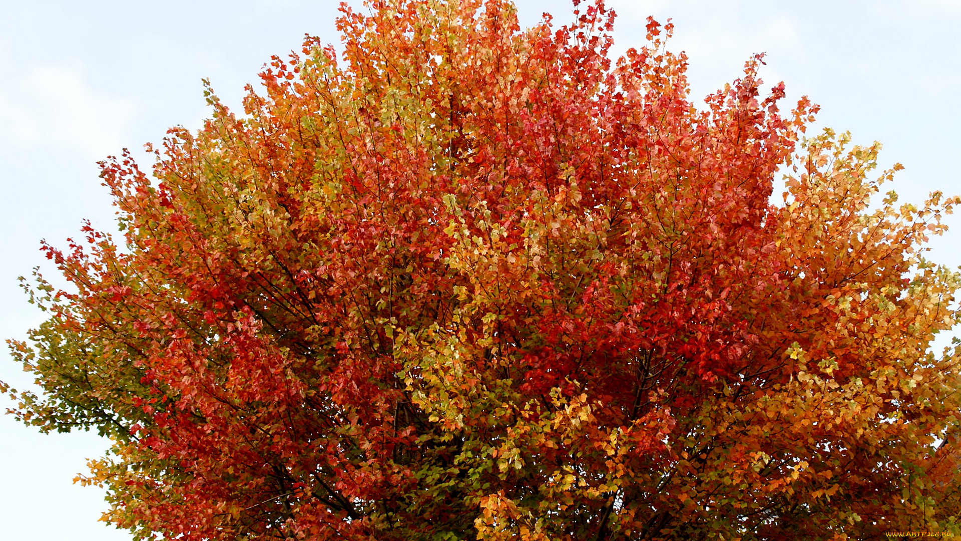 природа, деревья, осень, дерево