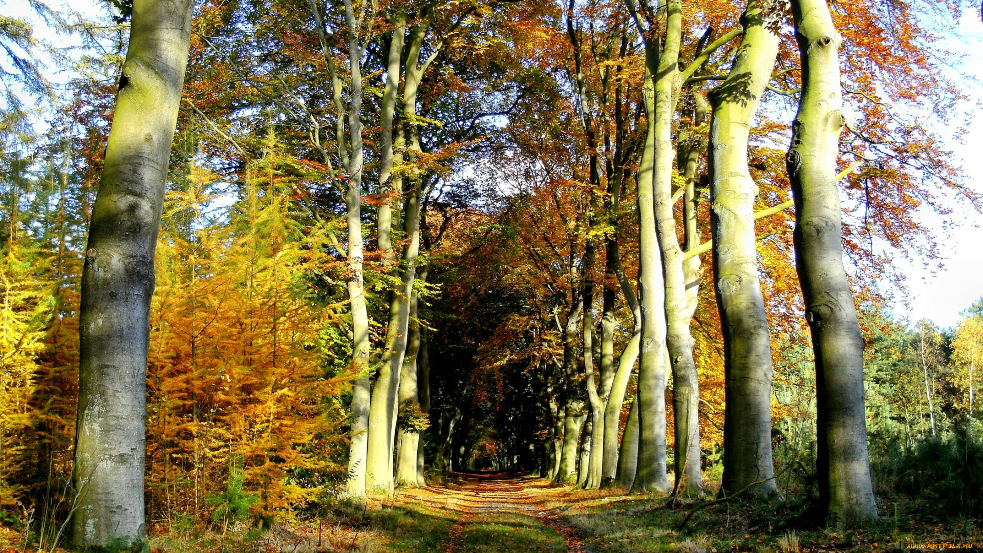 природа, дороги, листва, стволы, дорога, лес, осень