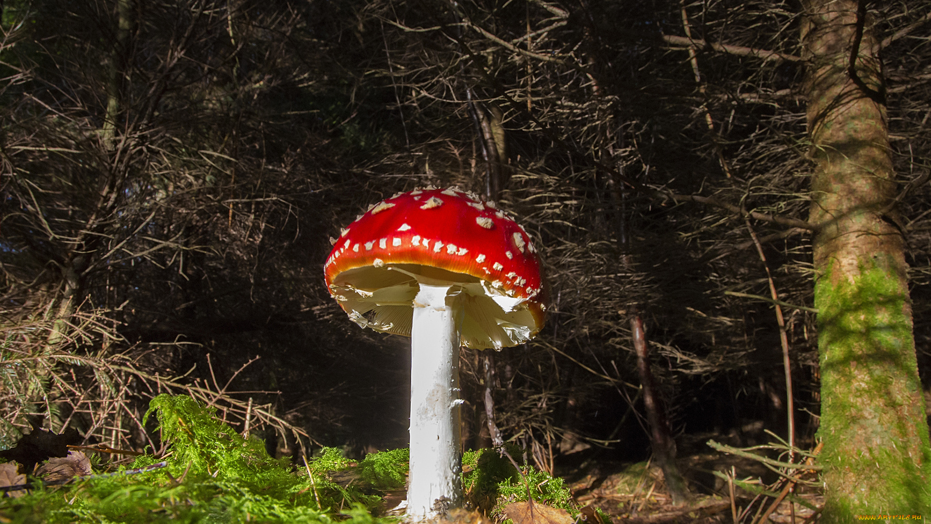 природа, грибы, мухомор, ножка, шляпка