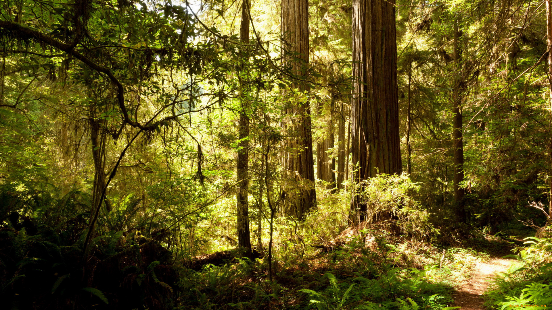 природа, лес, деревья