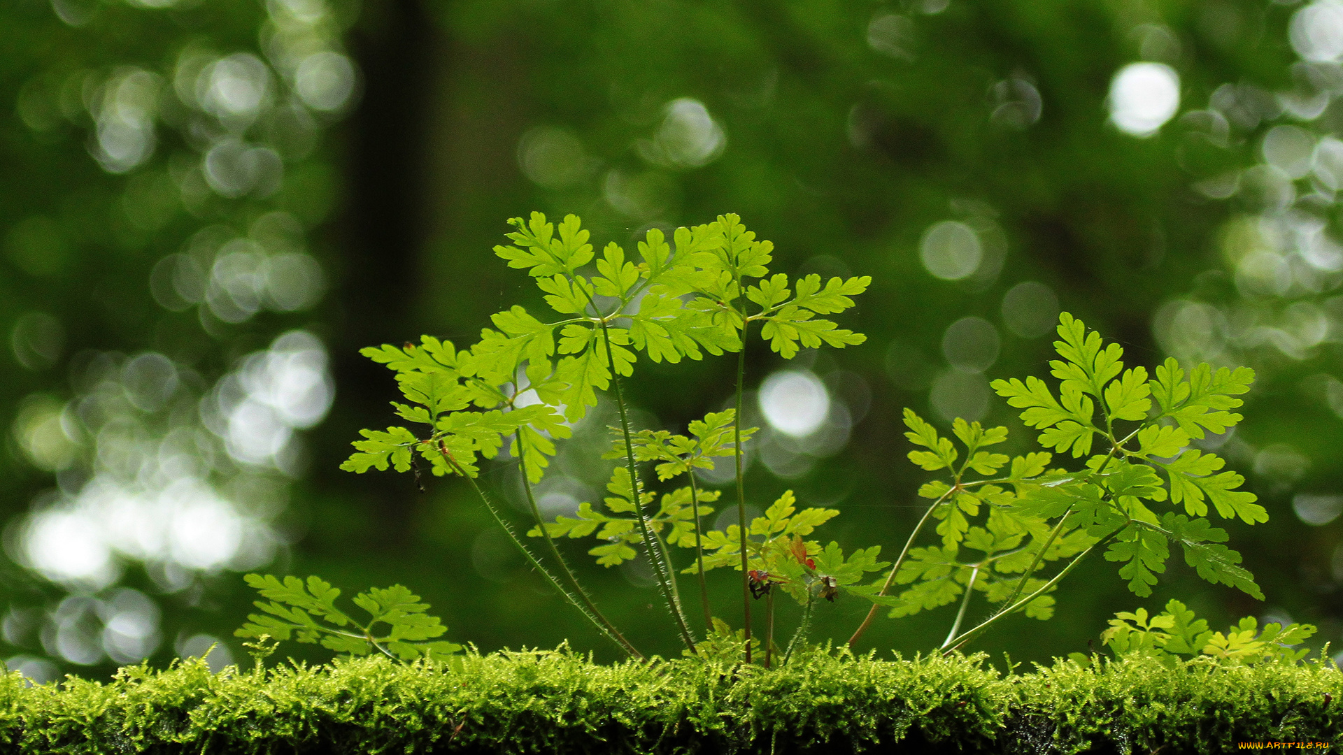 природа, макро, листья, блики