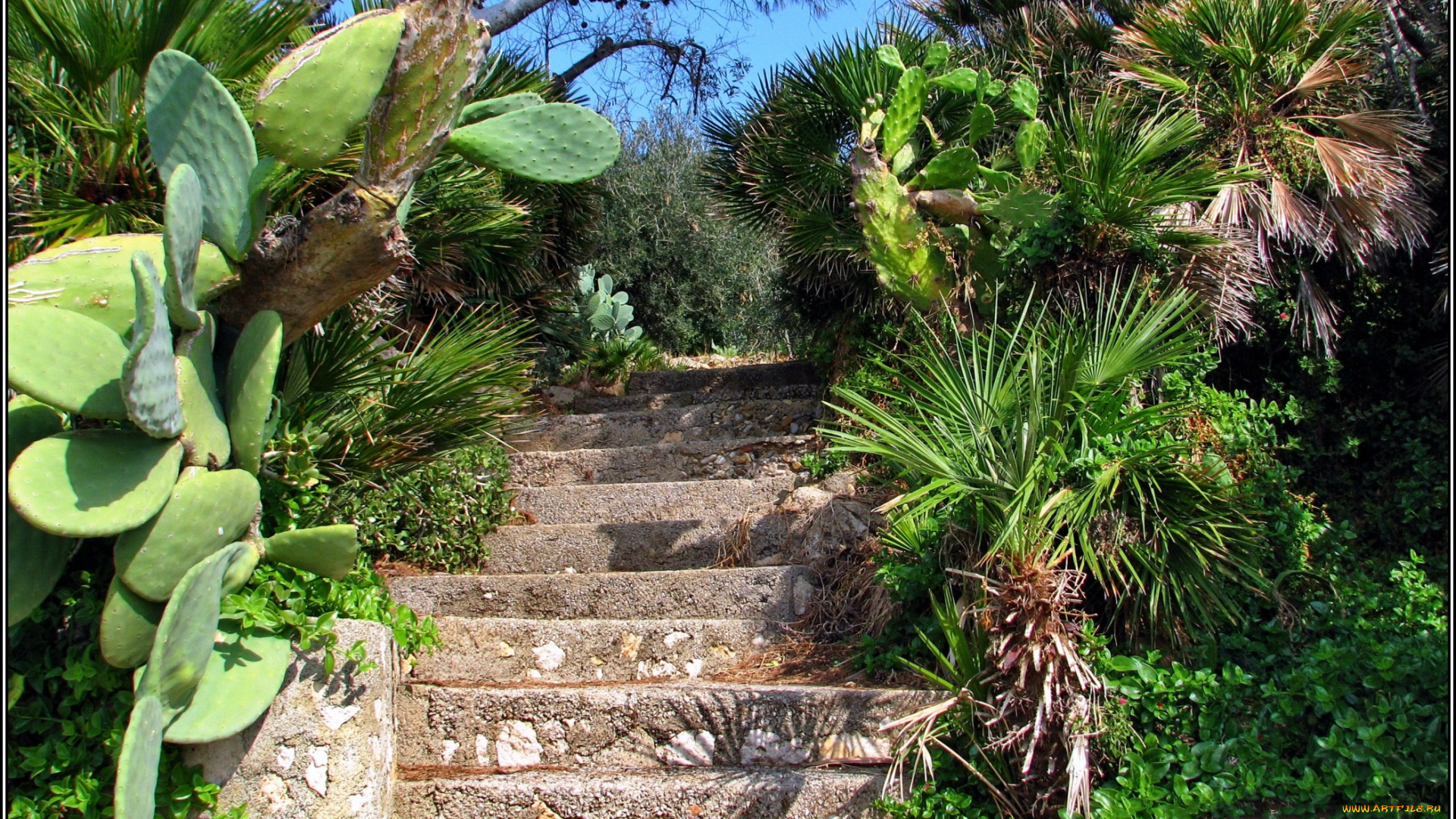 природа, парк, кактусы, лестница